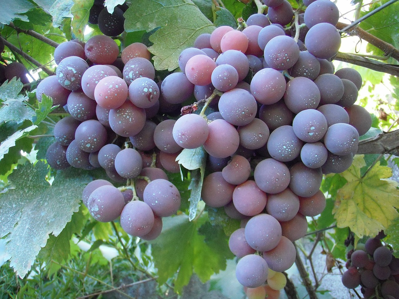 Cardinal Grapes