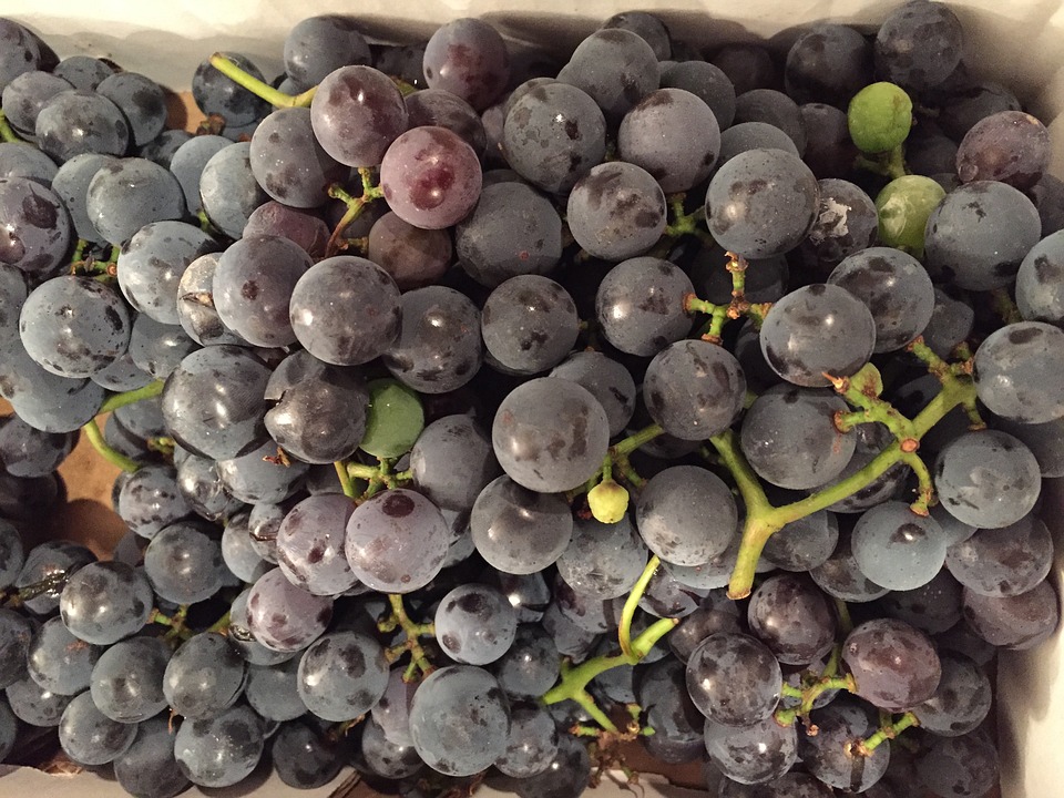 Concord Grapes