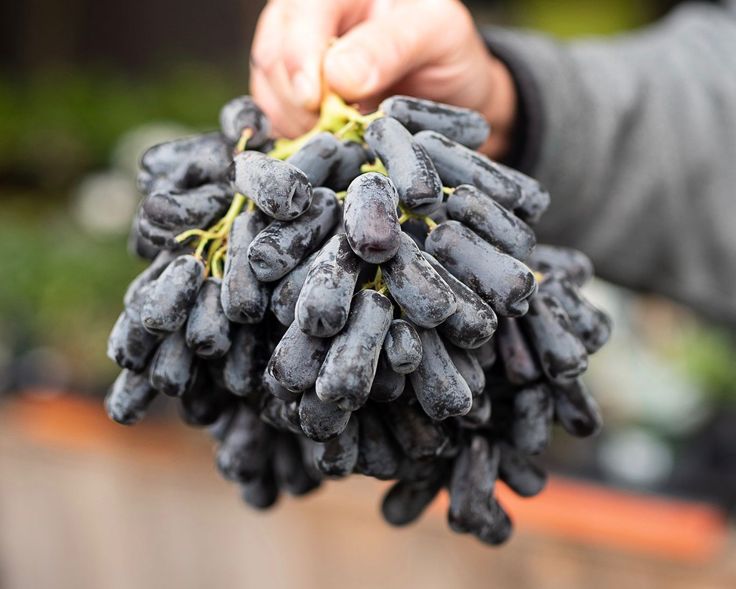 Moon Drop Grapes