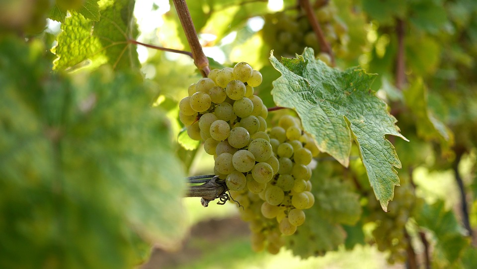 Riesling Grapes