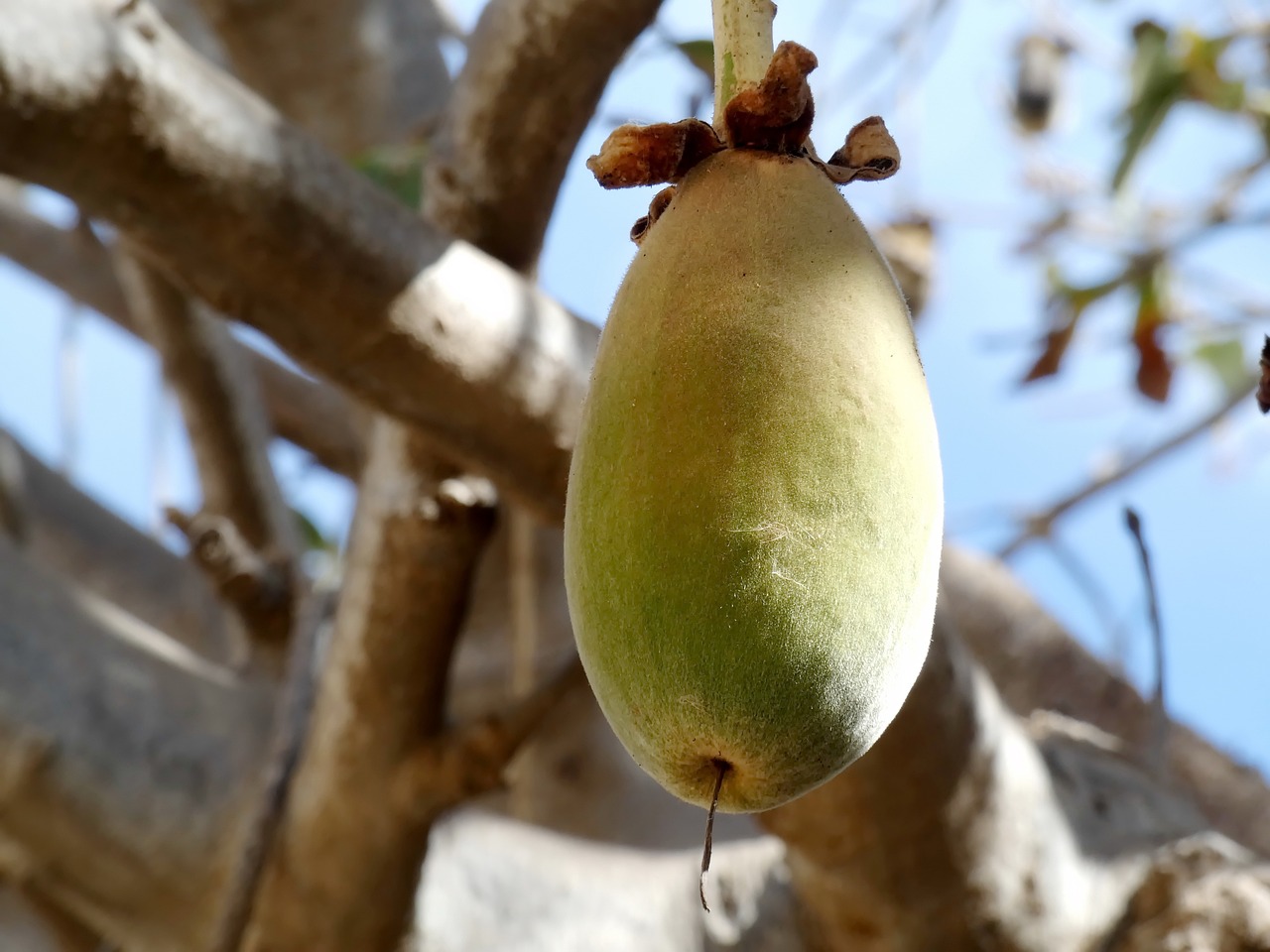 Baobab