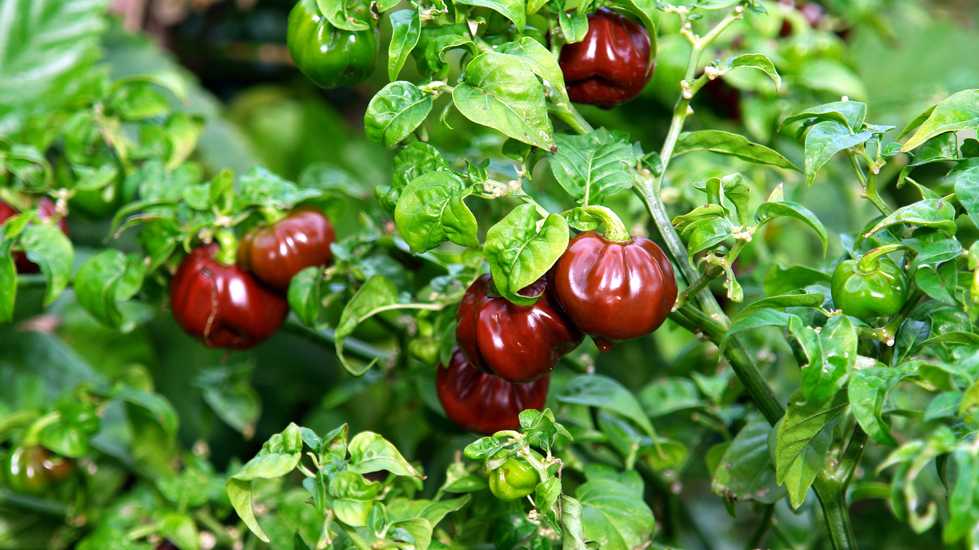 Chocolate Habanero Pepper