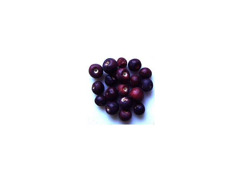 Phalsa (Grewia asiatica)