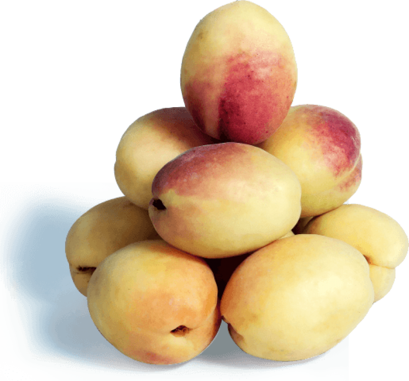 Afghan Apricot