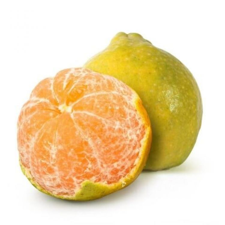 Indian Orange