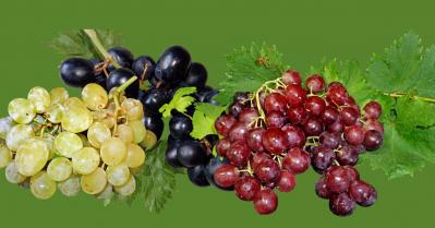 16 Different Types Of Grapes With Pictures