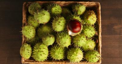 11 Spiny Fruit Names